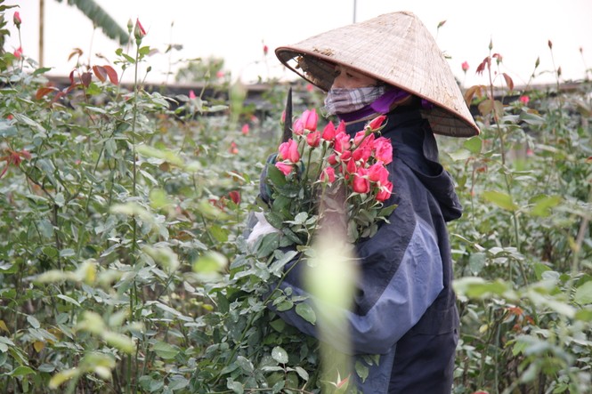 Người dân làng Tây Tựu thấp thỏm chờ Tết - ảnh 6