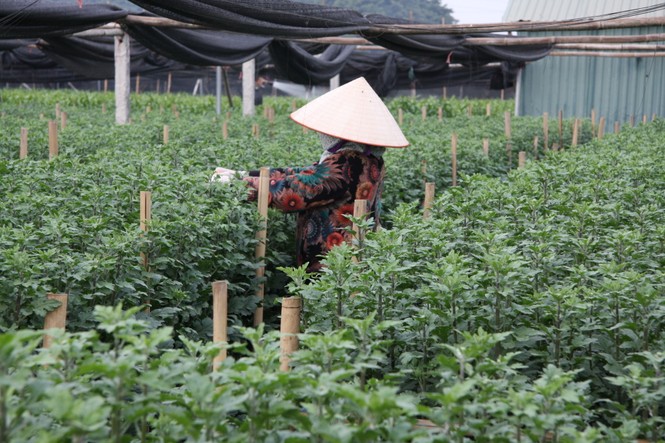 Người dân làng Tây Tựu thấp thỏm chờ Tết - ảnh 2