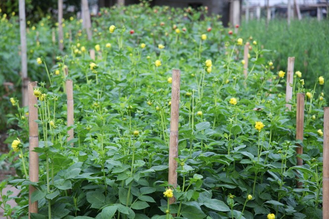 Người dân làng Tây Tựu thấp thỏm chờ Tết - ảnh 12