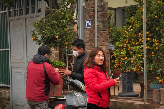 'Vương quốc' quất cảnh Thủ đô tất bật những ngày cận Tết - ảnh 13