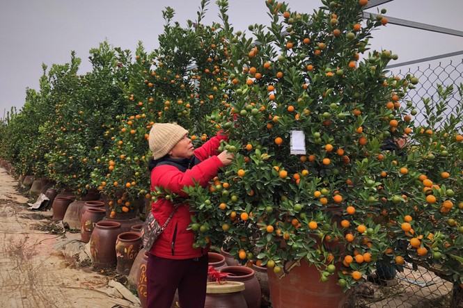 'Vương quốc' quất cảnh Thủ đô tất bật những ngày cận Tết - ảnh 6