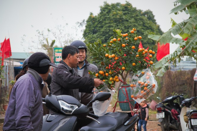 'Vương quốc' quất cảnh Thủ đô tất bật những ngày cận Tết - ảnh 14