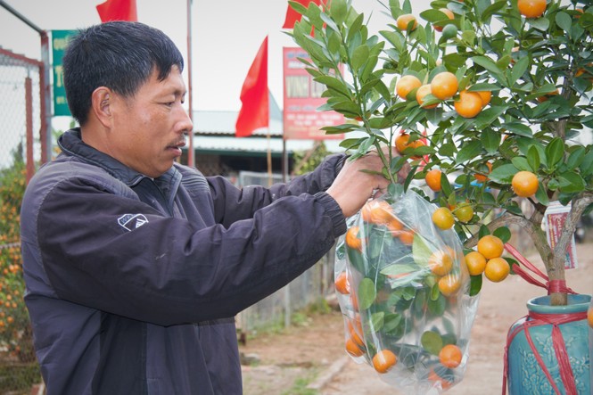 'Vương quốc' quất cảnh Thủ đô tất bật những ngày cận Tết - ảnh 15