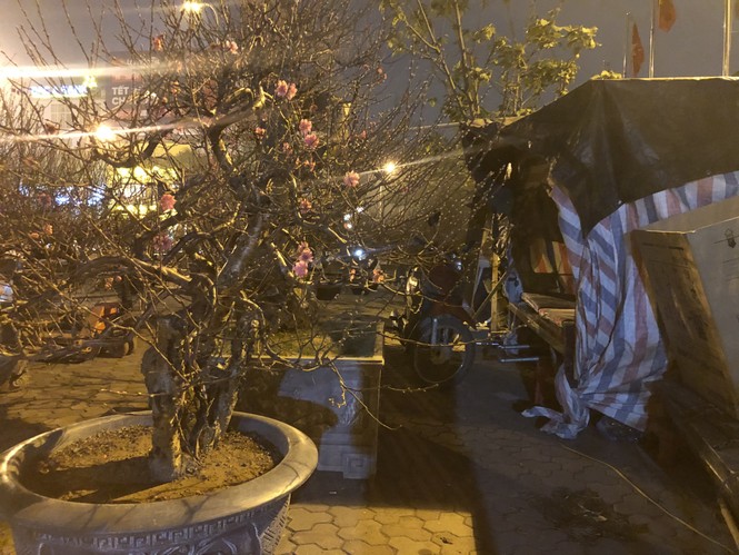 Dân buôn thức trắng đêm 'canh' đào, bưởi trên vỉa hè Hà Nội - ảnh 15