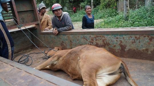 Vụ cấp bò không đứng được cho dân làm giống: Do bò... nhút nhát (?!) - ảnh 3