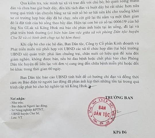 Vụ cấp bò không đứng được cho dân làm giống: Do bò... nhút nhát (?!) - ảnh 4