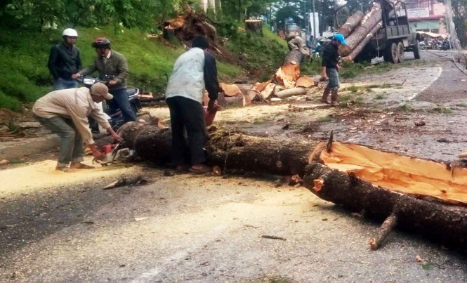 Cưa hạ nhiều cây thông cổ thụ có nguy cơ gãy đổ trên đèo Prenn - ảnh 1