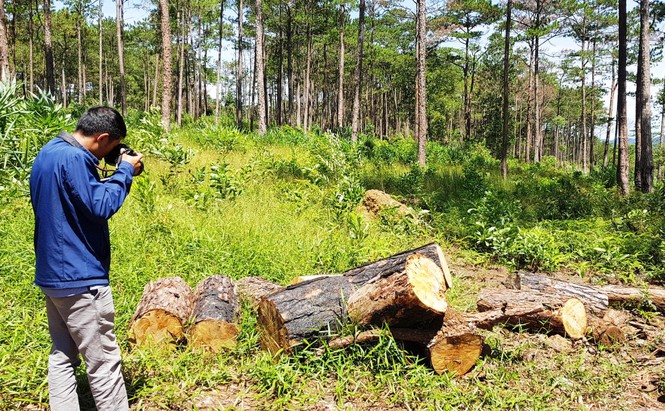 Rừng bị phá nát sau khi 2 hộ dân “bao thầu” quản lý hơn 200 ha - ảnh 2