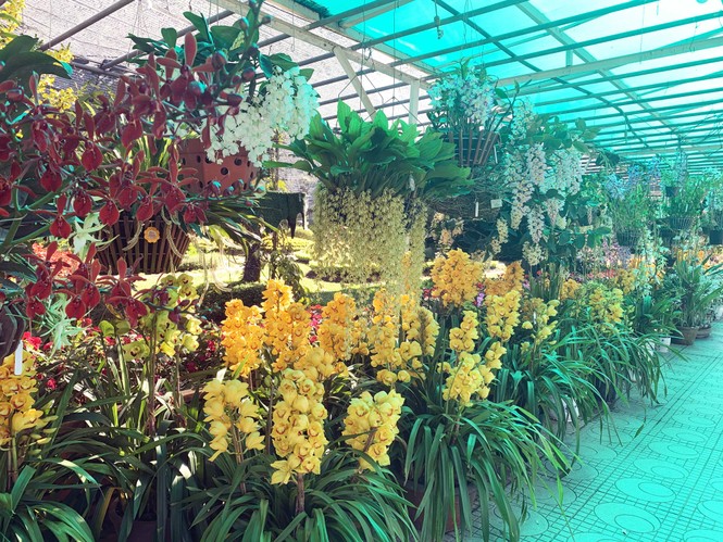 1.500 chậu lan đua hương sắc tại hội thi Sắc màu hoa Lan Việt Nam - ảnh 1