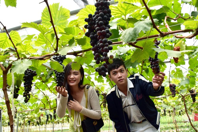 Trồng dâu tây Bạch Tuyết hiếm nhất thế giới, bán tiền triệu mỗi cân - ảnh 2