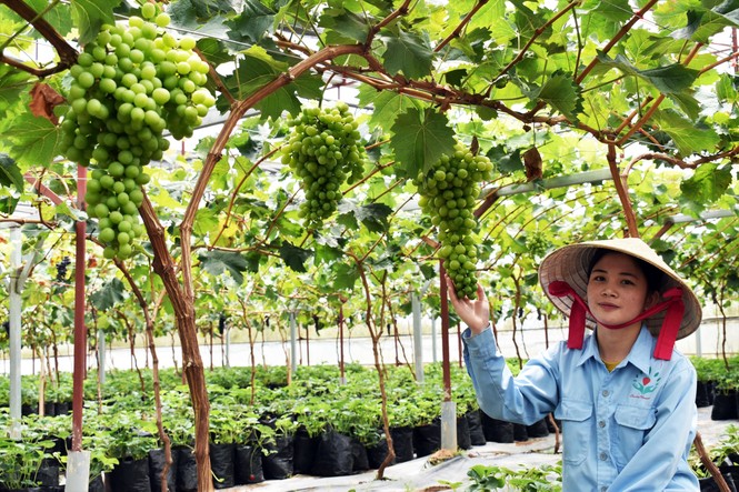 Trồng dâu tây Bạch Tuyết hiếm nhất thế giới, bán tiền triệu mỗi cân - ảnh 3