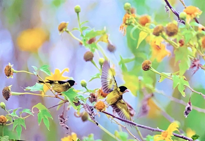 Lãng mạn triển lãm ảnh trên cung đường tình yêu Đà Lạt - ảnh 4