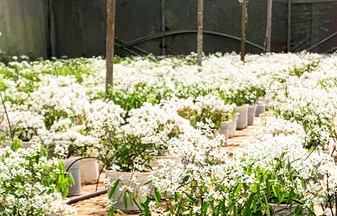 Hoa tuyết mong manh, tinh khôi xuất hiện ở Đà Lạt - ảnh 4