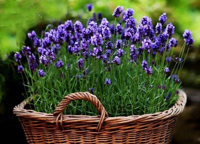 Đến Đà Lạt ngắm đồi hoa oải hương thơm ngát, đẹp như trời Âu - ảnh 7