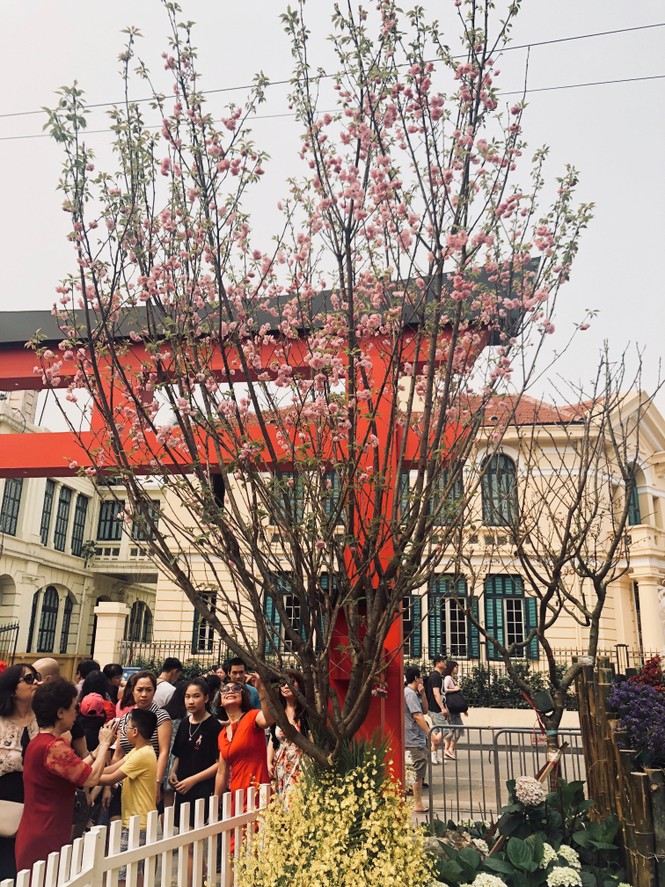 Những hình ảnh đẹp tại lễ hội hoa anh đào - ảnh 10