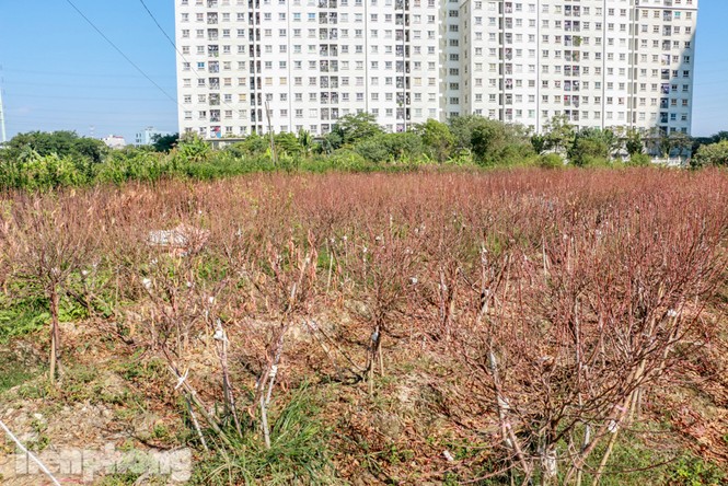 Hàng nghìn gốc đào bị chết, đền bù cho dân có thỏa đáng? - ảnh 1