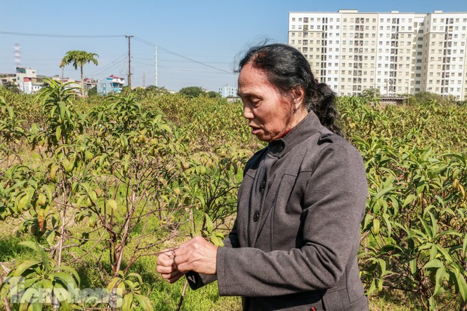 Hàng nghìn gốc đào bị chết, đền bù cho dân có thỏa đáng? - ảnh 3
