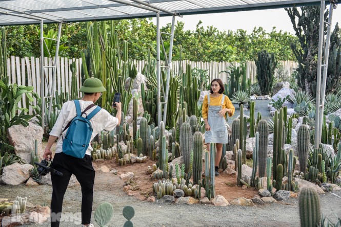 Vườn xương rồng độc đáo giữa Hà Nội - ảnh 10