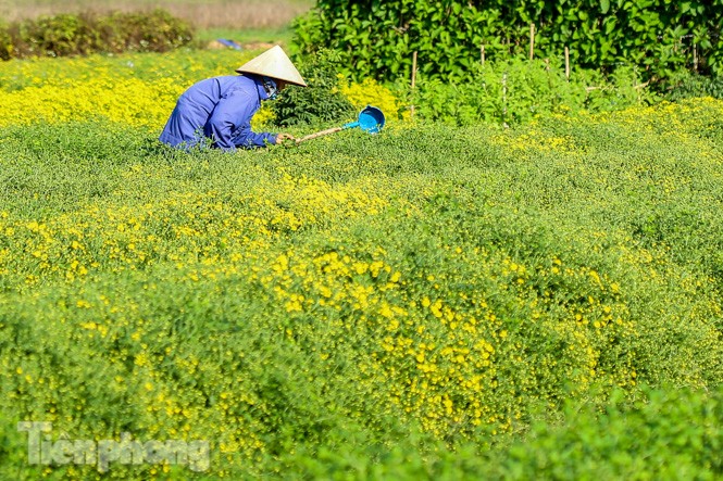 Ngất ngây cánh đồng Cúc tiến vua vàng rực gần Hà Nội - ảnh 10