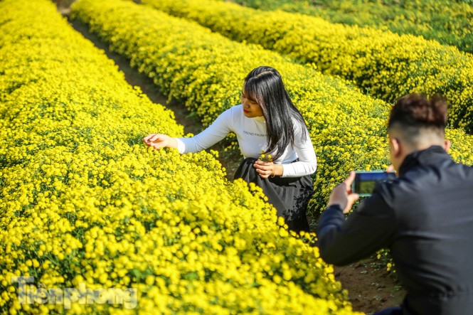 Ngất ngây cánh đồng Cúc tiến vua vàng rực gần Hà Nội - ảnh 11