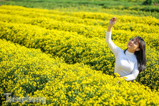 Ngất ngây cánh đồng Cúc tiến vua vàng rực gần Hà Nội - ảnh 12