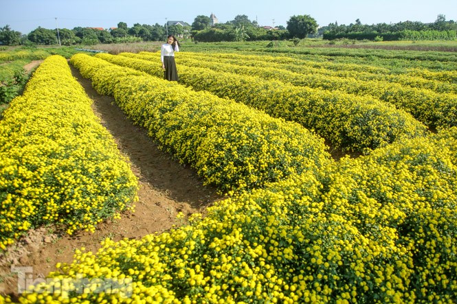 Ngất ngây cánh đồng Cúc tiến vua vàng rực gần Hà Nội - ảnh 3