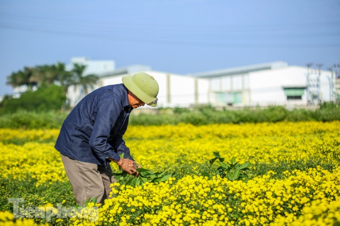 Ngất ngây cánh đồng Cúc tiến vua vàng rực gần Hà Nội - ảnh 6