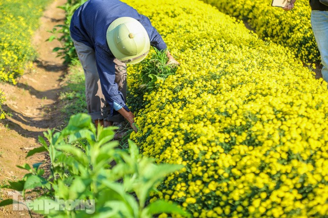 Ngất ngây cánh đồng Cúc tiến vua vàng rực gần Hà Nội - ảnh 7