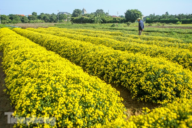 Ngất ngây cánh đồng Cúc tiến vua vàng rực gần Hà Nội - ảnh 8