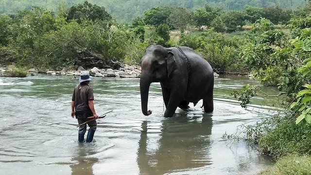 Con voi cuối cùng ở Bắc Tây Nguyên đã chết - ảnh 2