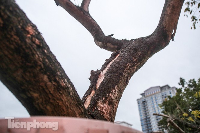 Hàng cây sưa 'trăm tỷ' chết khô trên phố Hà Nội sẽ xử lý thế nào? - ảnh 2