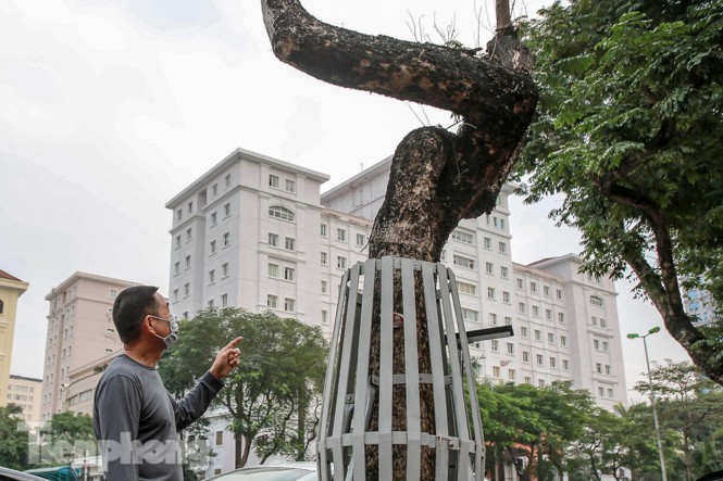Hàng cây sưa 'trăm tỷ' chết khô trên phố Hà Nội sẽ xử lý thế nào? - ảnh 5