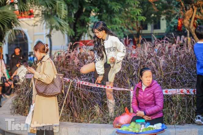 Ngất lịm trước cỏ lau màu tím bên bờ hồ Hoàn Kiếm - ảnh 10