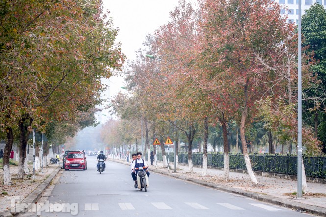 Đẹp ngỡ ngàng với hàng phong thay lá đỏ giữa Hà Nội - ảnh 1