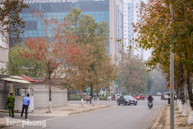 Đẹp ngỡ ngàng với hàng phong thay lá đỏ giữa Hà Nội - ảnh 2