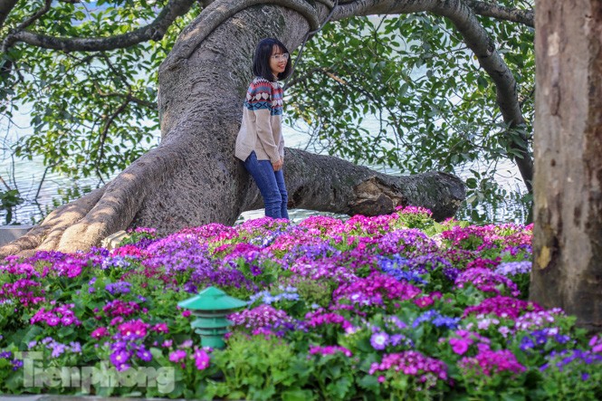 Hà Nội rực rỡ hoa chào mừng Đại hội Đảng lần thứ XIII - ảnh 10