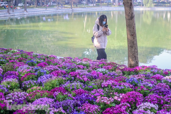 Hà Nội rực rỡ hoa chào mừng Đại hội Đảng lần thứ XIII - ảnh 4