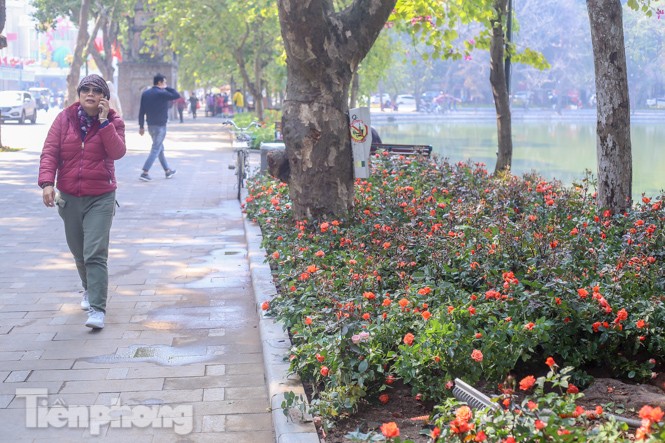 Hà Nội rực rỡ hoa chào mừng Đại hội Đảng lần thứ XIII - ảnh 6