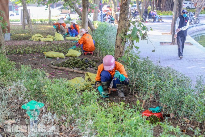 Hà Nội rực rỡ hoa chào mừng Đại hội Đảng lần thứ XIII - ảnh 7