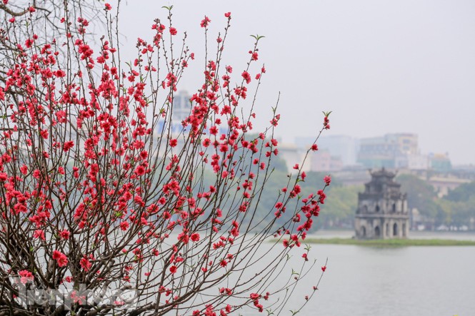 Đào bung sắc bên những thảm hoa rực rỡ quanh hồ Hoàn Kiếm ngày cận Tết - ảnh 6