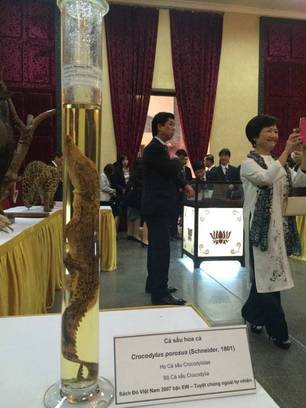 Cận cảnh tiêu bản cá bống trắng của Nhà vua Akihito tặng Việt Nam - ảnh 13