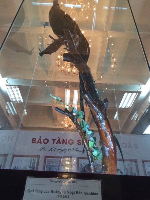 Cận cảnh tiêu bản cá bống trắng của Nhà vua Akihito tặng Việt Nam - ảnh 6