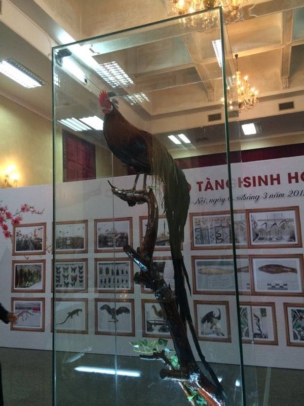 Cận cảnh tiêu bản cá bống trắng của Nhà vua Akihito tặng Việt Nam - ảnh 9