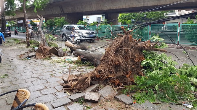 Hải Phòng ngổn ngang cây đổ sau bão số 2 - ảnh 1