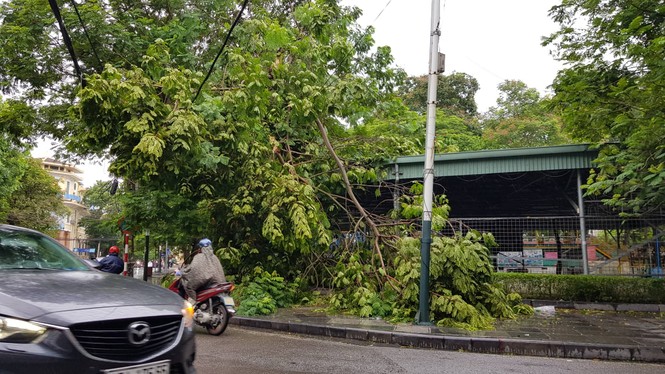 Hải Phòng ngổn ngang cây đổ sau bão số 2 - ảnh 2