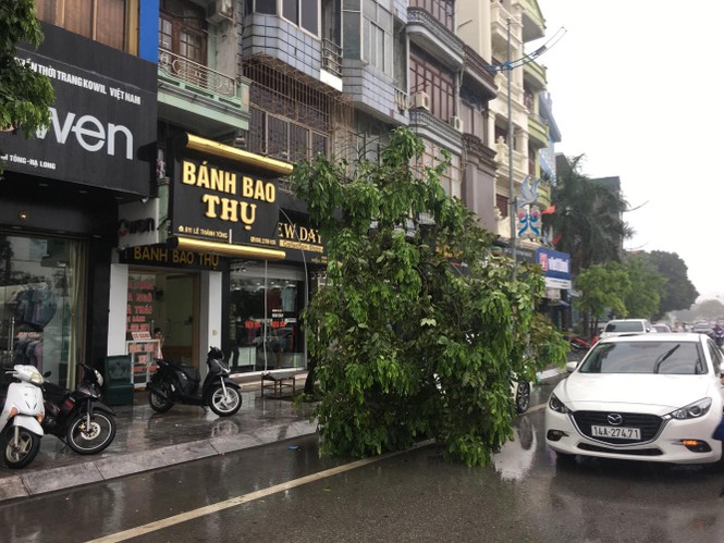 Hải Phòng ngổn ngang cây đổ sau bão số 2 - ảnh 11