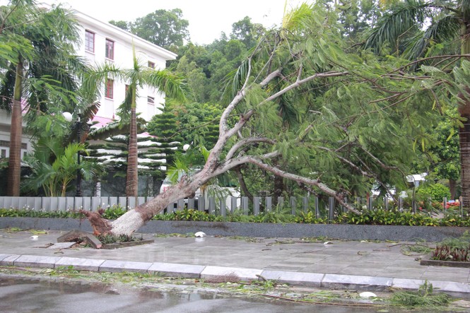 Hải Phòng ngổn ngang cây đổ sau bão số 2 - ảnh 6
