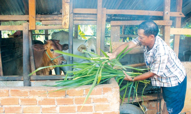 Sơn nữ Ê đê đi Thái nói chuyện nuôi bò - ảnh 1
