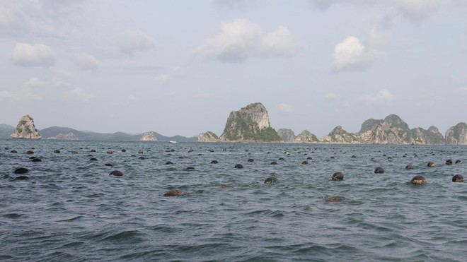Vào vương quốc ngọc trai - ảnh 1