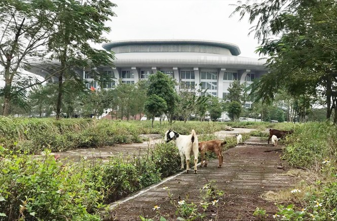 Nhà thi đấu nghìn tỷ im ắng, dê tung tăng đi dạo - ảnh 1